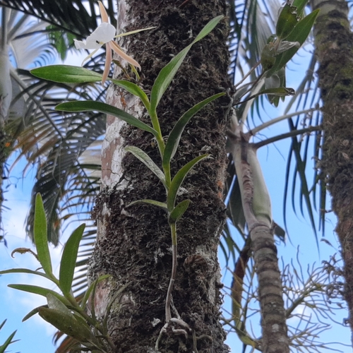 Epidendrum eburneum, photograph 5