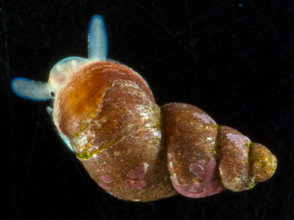 Laevilitorininae