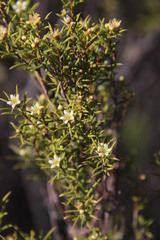 Diosma acmaeophylla