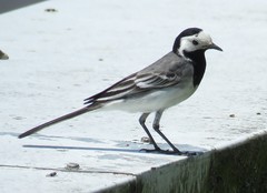 Motacilla alba