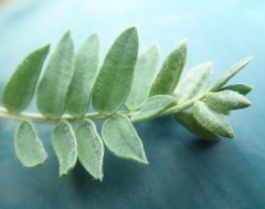 Oxytropis maydelliana