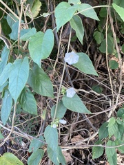 Jacquemontia oaxacana