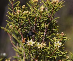 Diosma acmaeophylla