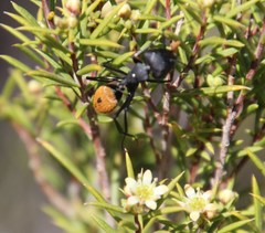 Diosma acmaeophylla