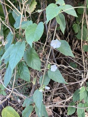 Jacquemontia oaxacana