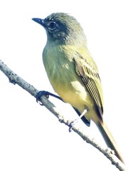 Tolmomyias sulphurescens