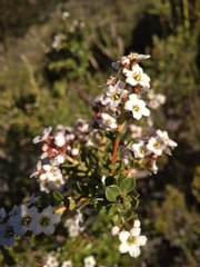 Escallonia virgata