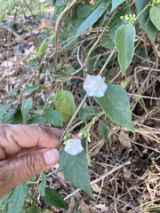 Jacquemontia oaxacana