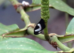 Membracis foliatafasciata