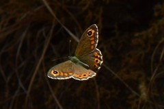 Lasiommata schakra