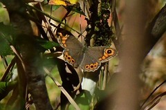 Lasiommata schakra