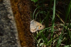 Lasiommata schakra