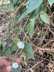 Jacquemontia oaxacana