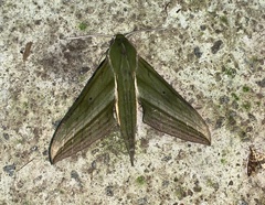 Xylophanes aristor