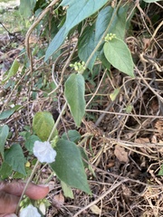 Jacquemontia oaxacana
