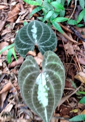 Dioscorea dodecaneura