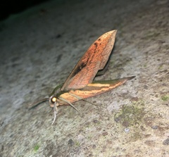 Xylophanes aristor