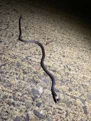 Enuliophis sclateri