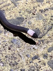 Enuliophis sclateri