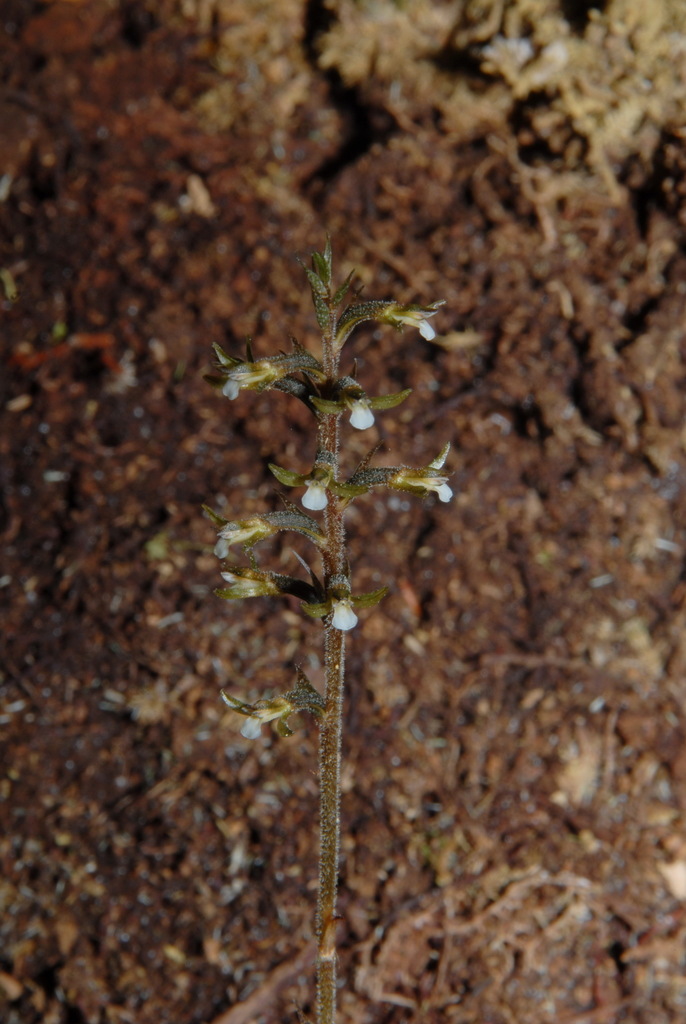 Cyclopogon cranichoides