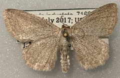 Scopula frigidaria