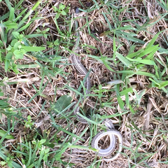 Tropidoclonion lineatum