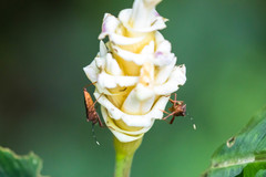 Leptoscelis quadrisignatus