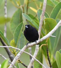 Tachyphonus phoenicius