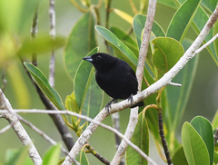 Tachyphonus phoenicius