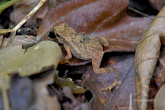 Ingerophrynus parvus