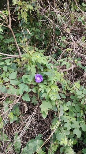 Ipomoea indica image