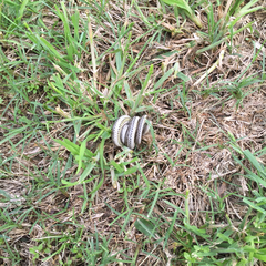 Tropidoclonion lineatum