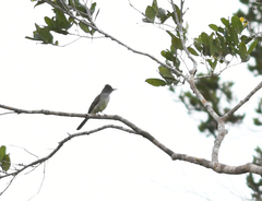 Myiarchus swainsoni