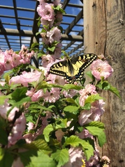 Papilio machaon oregonius