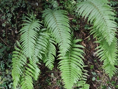 Pseudocyclosorus subochthodes