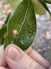 Andricus highlandensis