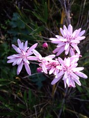 Calorezia prenanthoides