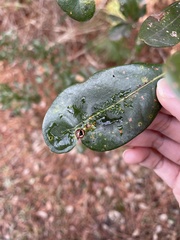 Andricus highlandensis