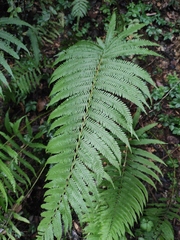 Pseudocyclosorus subochthodes