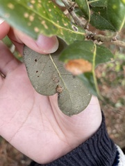 Andricus highlandensis