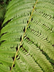 Pseudocyclosorus subochthodes