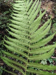 Pseudocyclosorus subochthodes