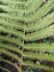 Pseudocyclosorus subochthodes