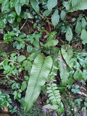 Neocheiropteris ovata