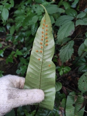Neocheiropteris ovata