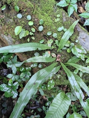 Lepisorus thunbergianus