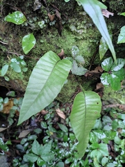 Neocheiropteris ovata