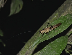 Eschatoceras punctifrons