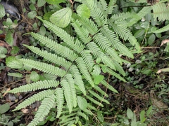 Pteris fauriei