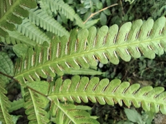 Pteris fauriei
